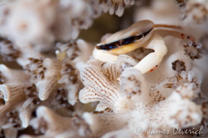 Crabby by James Deverich 
